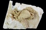 Fossil Crab (Potamon) Preserved in Travertine #98905-2